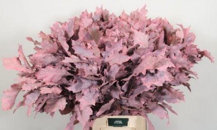 Roble Hol. Rubra Rosa 60cm x20 Pintado