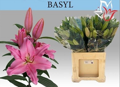 Oriental Hol. Rs. Basyl 7cm 4 flores