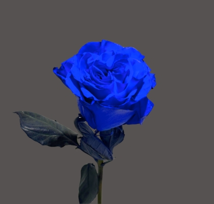 Rosa  Ecu. Tint Luz Mondial Azul 60cm x25