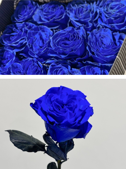 Rosa  Ecu. Tintada Mondial Azul 70cm x25