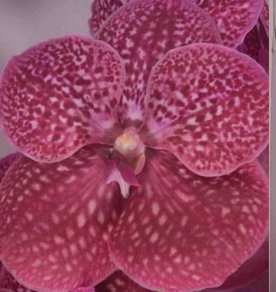 Vanda Crimson Love x16