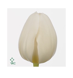 Tulipan Hol. Antarctica 40cm Bl. "T50"