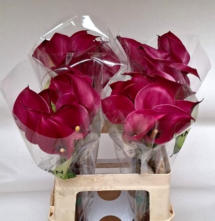 Calla Beijing 50cm Fs.