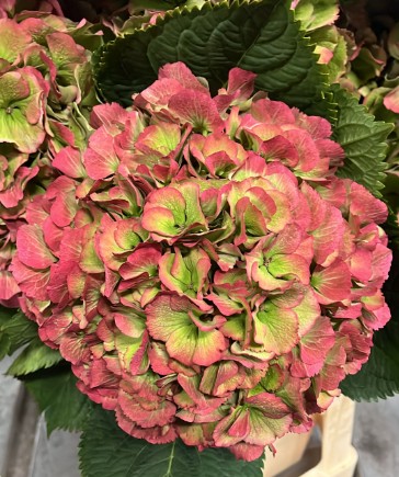 Hortensia Hol. Mag. Elbtal Classic 65cm 20/22