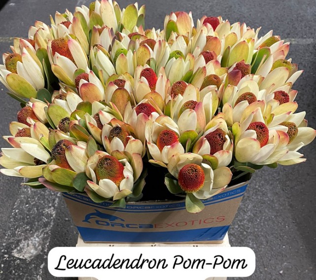 Leucadendro Pom-Pom 50cm