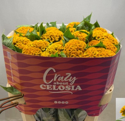 Celosia Cresta Moonshi Reggae 75cm x5