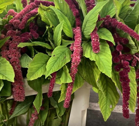 Amaranthus Hol. Rosary 75cm x10 (flor Pequea )