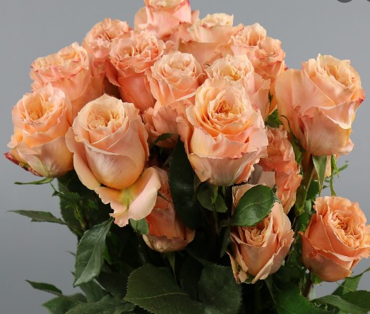 Rosa Ecu. Shimmer 80cm Peach