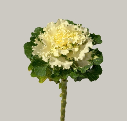 Brassica Hol. Crane Ruffle White 70cm x5 (7 Dias - 2)