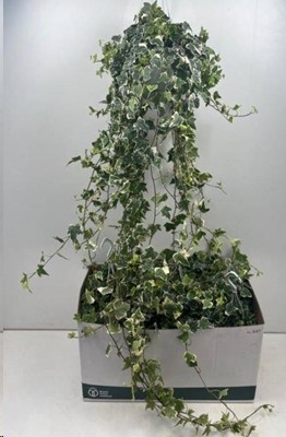 P. Hedera He Eva 17/120cm