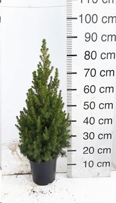 P. Arbol Picea Gl Conica 23/90cm