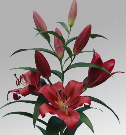 Oriental Hol. Rj. Red Desire 70cm 2 flores