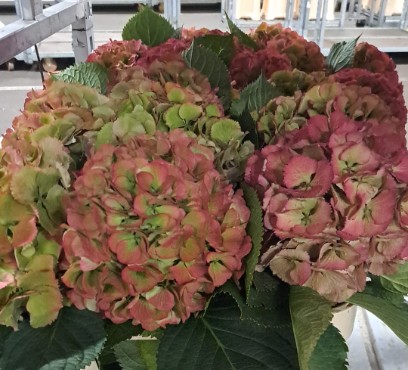 Hortensia Hol. Magic Elbtal Classic 80cm 22/25