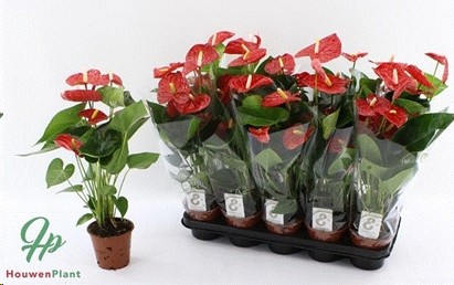 P. Anthurium An Jambo Red 12/45cm x10 4-Flores