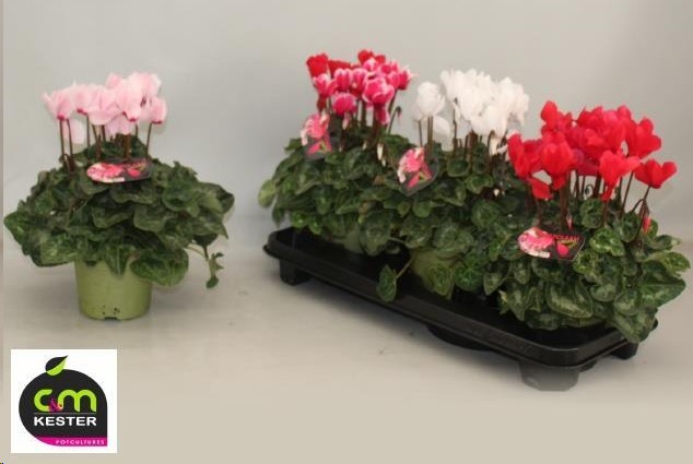 P. Cyclamen Gr Sup XL 13/28cm "CC3"