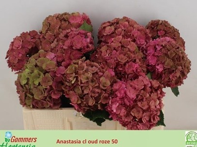 Hortensia Hol. Roy Anasta Classic 80cm 20/22