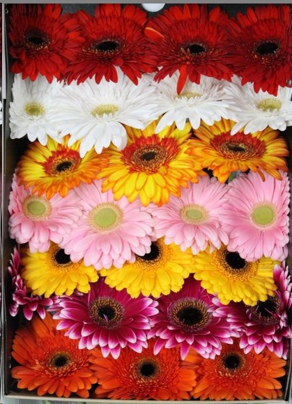 Gerbera Hol. Mixta+ "CC50"