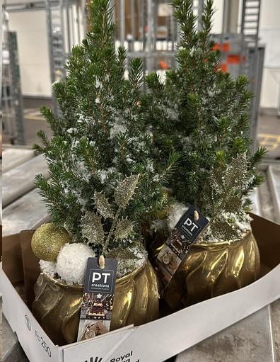 P. Arbol Picea Gl Nevado+Decorado 15/40cm "CC4"