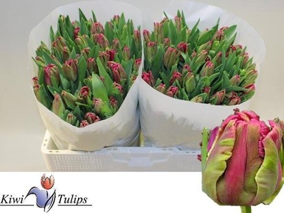 Tulipan Hol. Cerise Parrot 35cm Fuc. "T10"