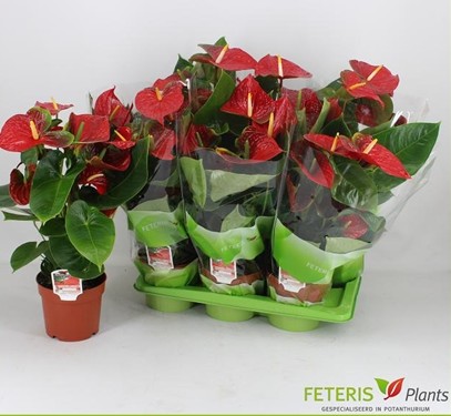 P. Anthurium An Edison 17/75cm x6 7F