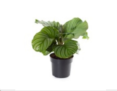 P. Calathea Orbifolia 14/50cm x8