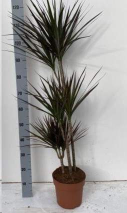 P. Dracena Marginata  Magenta 21/125cm 3P  (120/90/60)