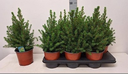 P. Arbol Picea Gl Conica 15/45cm x6