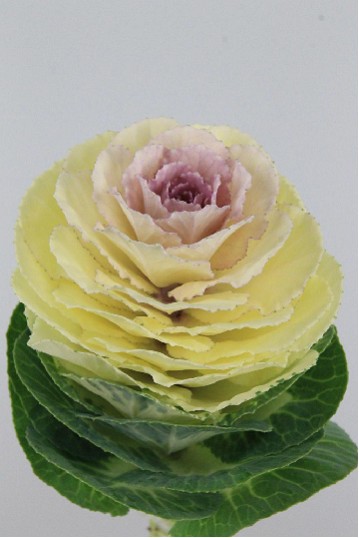 Brassica Hol. White Crane 55cm x5 (7 Dias - 2)