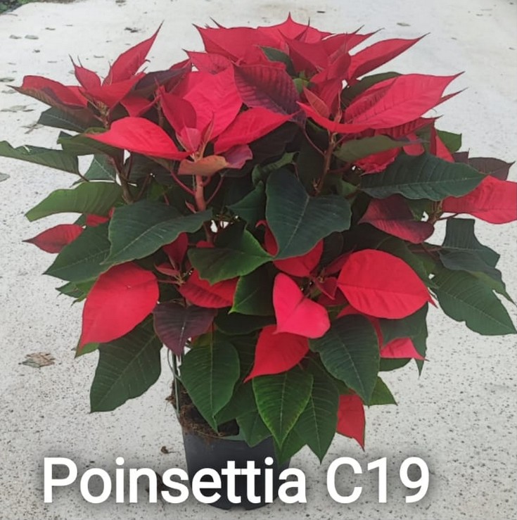 P. Poinsetia Nac. 19/70cm