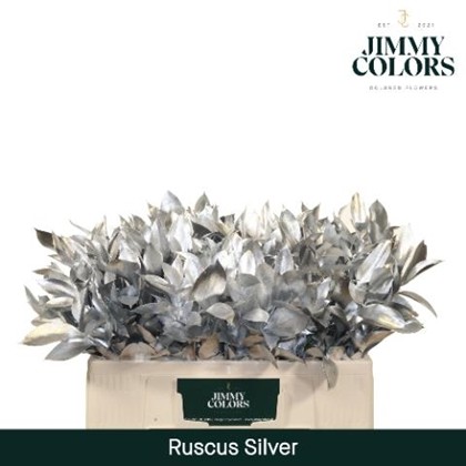 Ruscus Pintado Plata 50cm