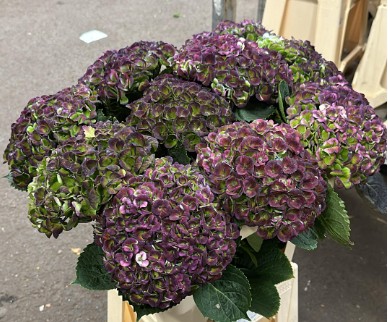 Hortensia M Magic Revolution Classic 60cm x5 16