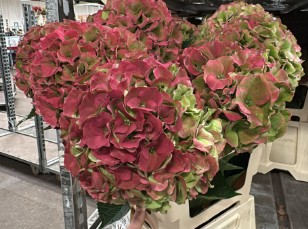 Hortensia Hol. Roy. Palace Classic 65cm 18/20