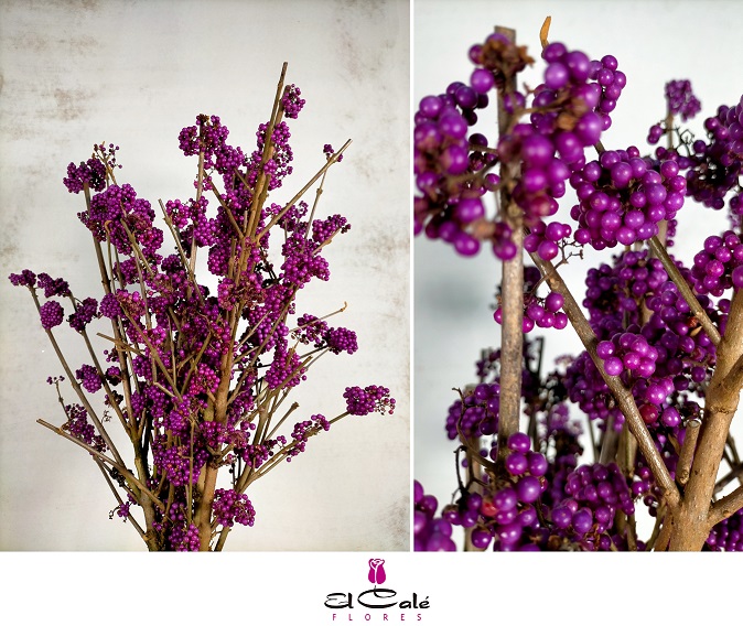 Callicarpa Mag Deep Purp 50cm x5