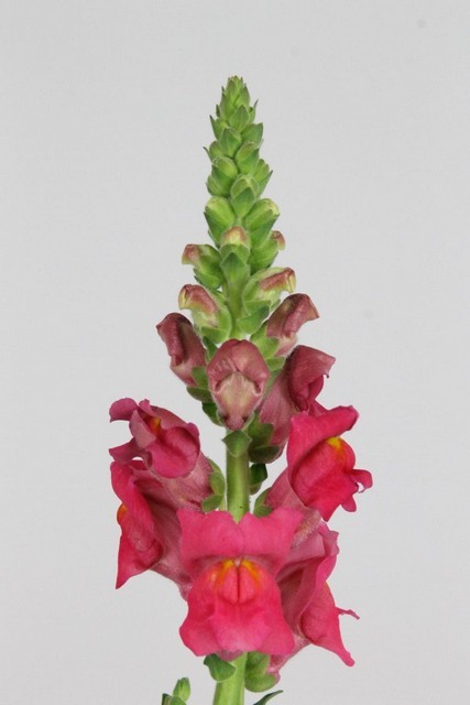 Antirrhinum Hol. Cool Rose 75cm