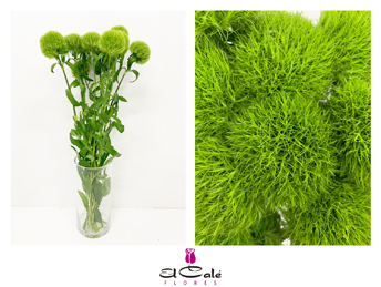 Dianthus Green Trick 55cm "T40"