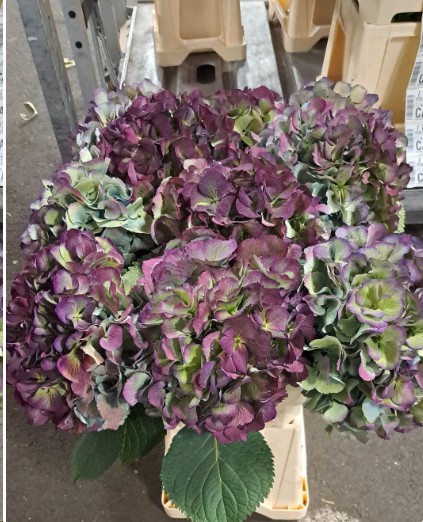 Hortensia Hol. Magic Elbtal Classic 60cm 18/20