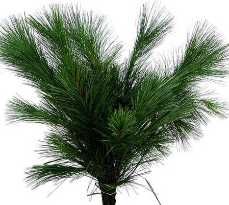 Pinus Strobus 60cm x10