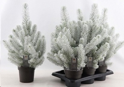 P. Pinus Silver Crest Navidad+Nieve 15/65cm x6