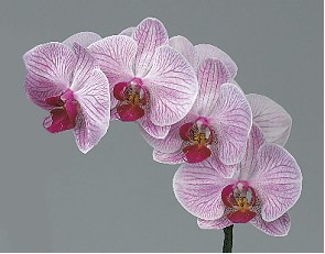 Phalaenopsis Shangai x25 (7 Dias - 2)