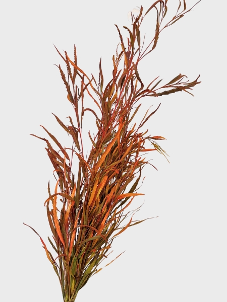 Grevillea Pintada Deluxe 70cm 200gr