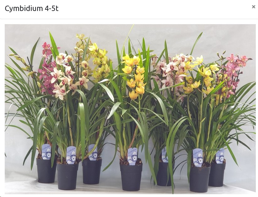 P. Cymbidium Mix 14/80cm x6 5T