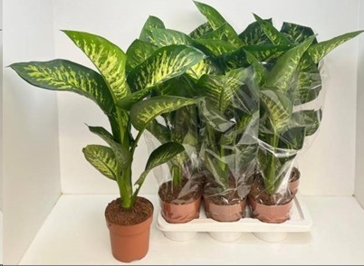 P. Dieffenbachia Se Tropic Snow 17/75cm x6