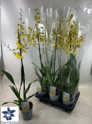 P. Oncidium Amarilla 12/80cm 1T x6