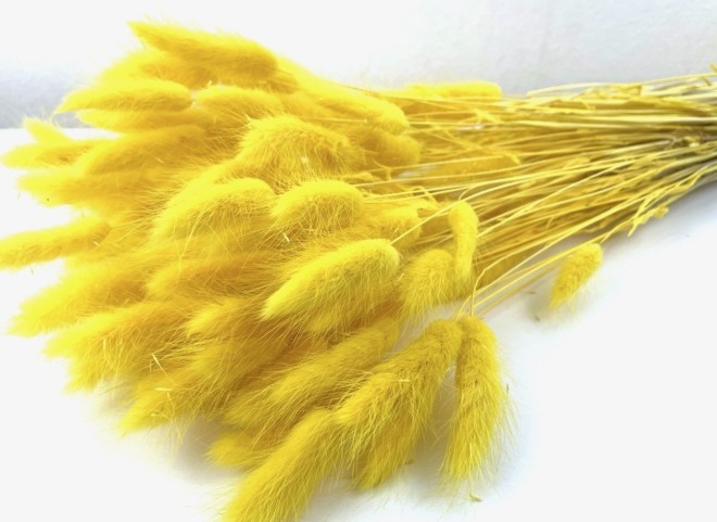 Lagurus Seco Amarillo 65cm 100g