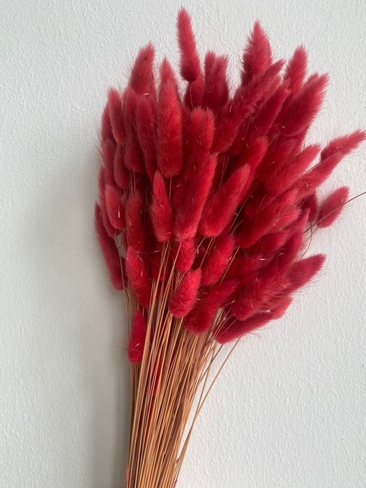 Lagurus Seco Cerise 65cm 100g