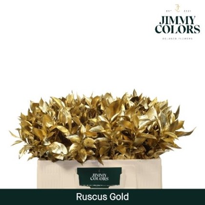 Ruscus Pintado Oro 50cm