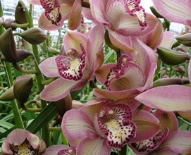 Cymbidium x6 Pink Prelude Morado (7 Dias - 2)