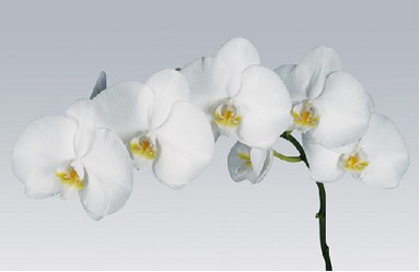 Phalaenopsis Sensation White x25 (7 Dias - 2)