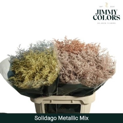 Solidago Pintado Champagne 70cm 30gr "T25"