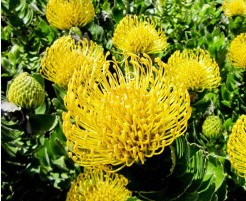 Protea Nutans Ayoba Sun 50cm